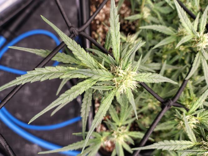 Fastbuds Wedding Cheesecake FF. Week 6