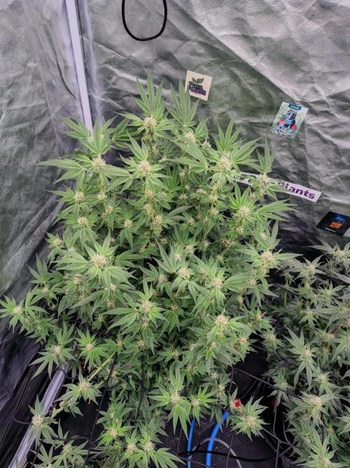 Fastbuds Mixpack 💚💚💚. Week 7