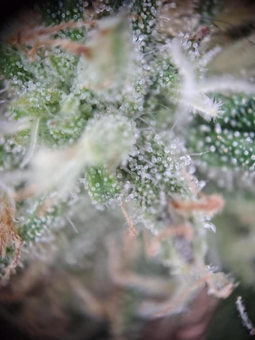 Fastbuds Mixpack 💚💚💚. Week 7