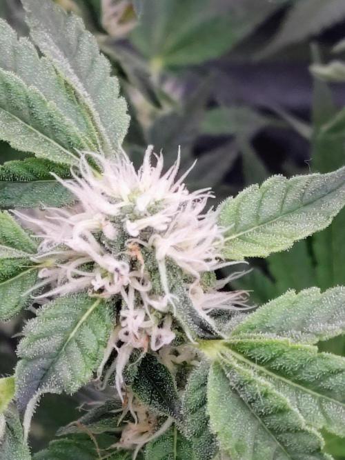 Fastbuds Mixpack 💚💚💚. Week 7