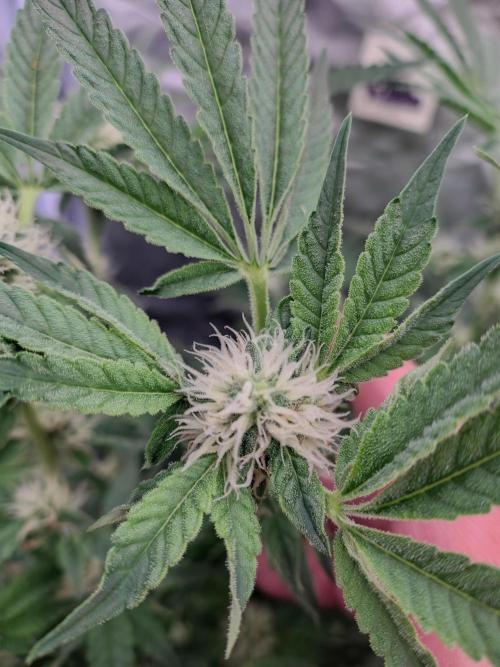 Fastbuds Mixpack 💚💚💚. Week 7