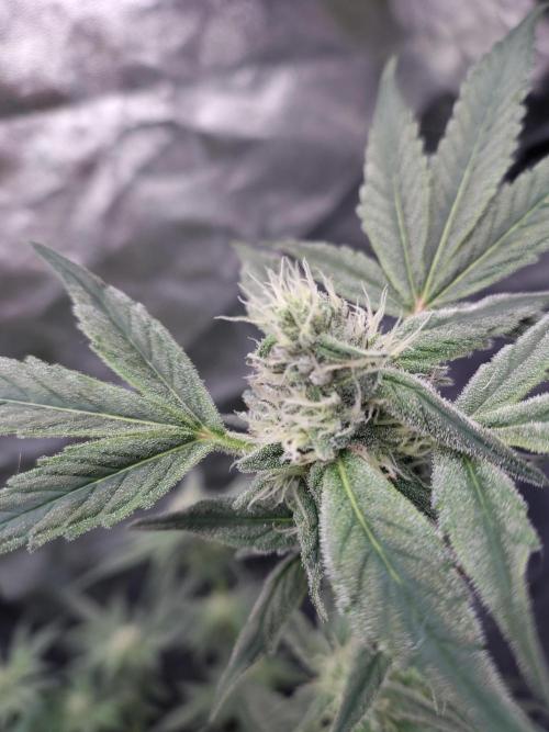 Fastbuds Mixpack 💚💚💚. Week 7