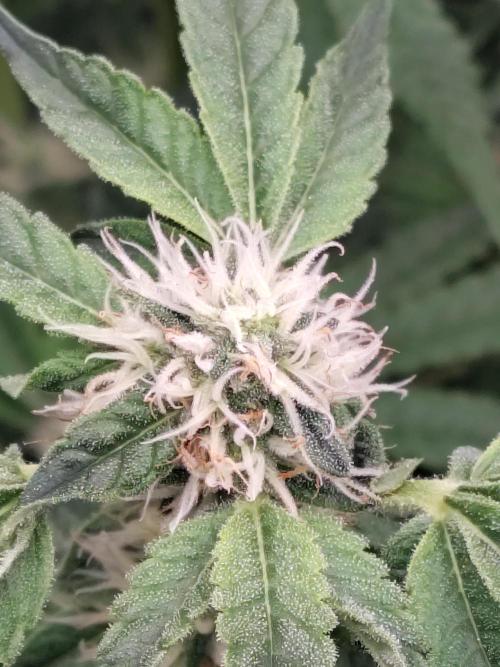 Fastbuds Mixpack 💚💚💚. Week 7