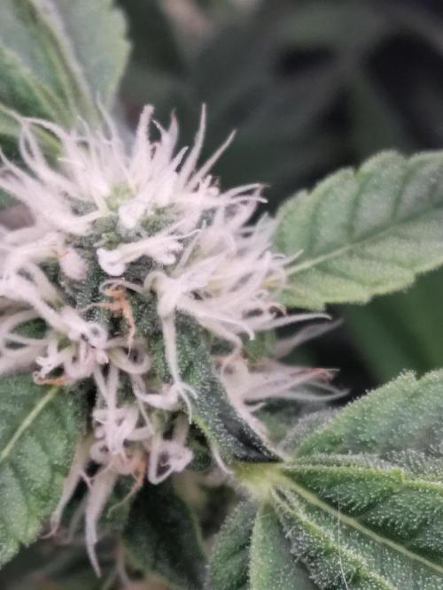 Fastbuds Mixpack 💚💚💚. Week 7