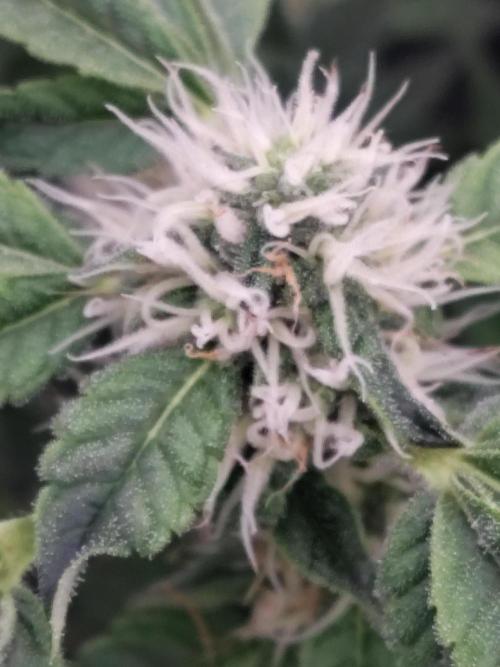 Fastbuds Mixpack 💚💚💚. Week 7