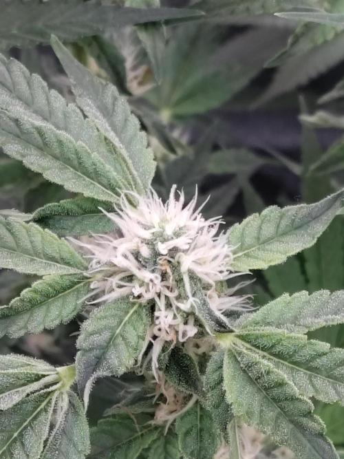 Fastbuds Mixpack 💚💚💚. Week 7