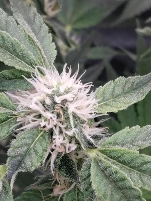 Fastbuds Mixpack 💚💚💚. Week 7