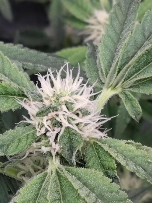 Fastbuds Mixpack 💚💚💚. Week 7