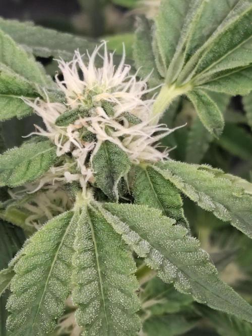 Fastbuds Mixpack 💚💚💚. Week 7