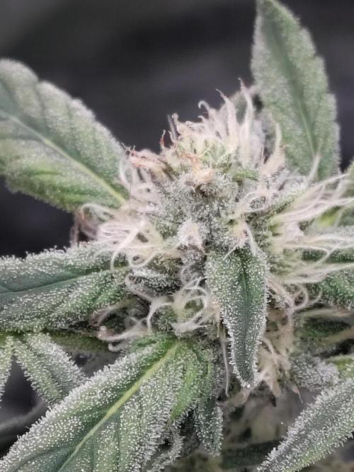 Barneys Farm Ananas Express. Week 7