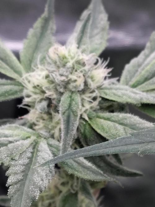 Barneys Farm Ananas Express. Week 7