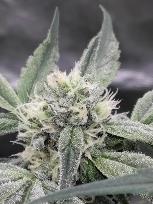 Barneys Farm Ananas Express. Week 7