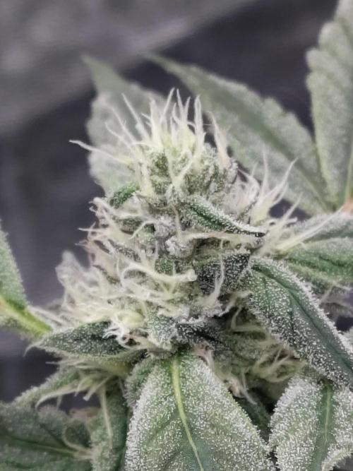 Barneys Farm Ananas Express. Week 7