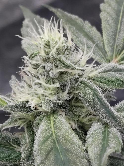 Barneys Farm Ananas Express. Week 7