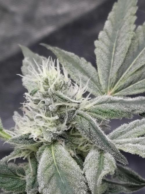 Barneys Farm Ananas Express. Week 7