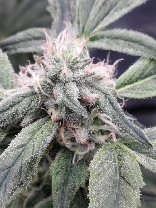 Barneys Farm Ananas Express. Week 7
