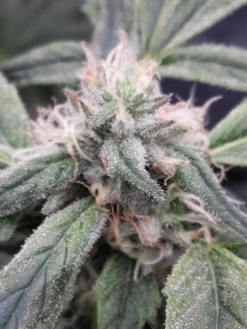 Barneys Farm Ananas Express. Week 7