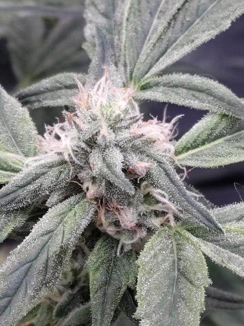 Barneys Farm Ananas Express. Week 7
