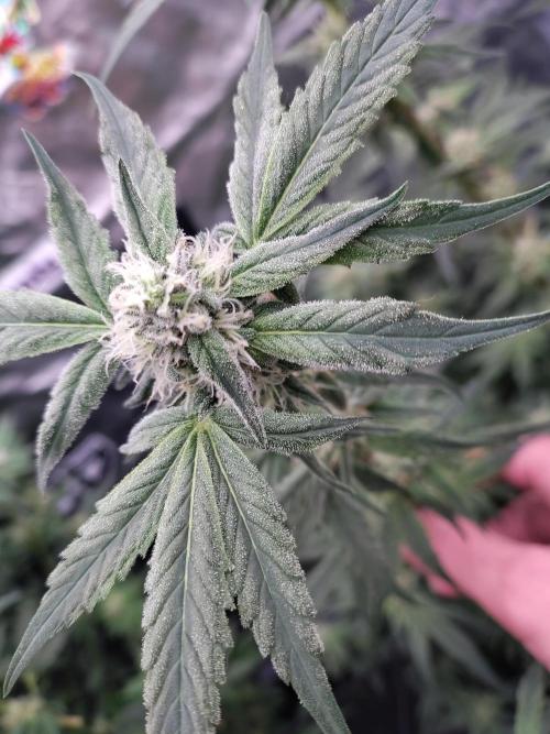 Barneys Farm Ananas Express. Week 7