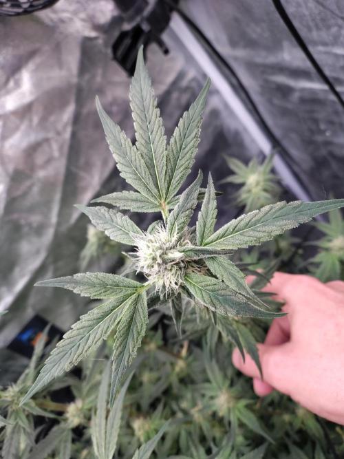 Barneys Farm Ananas Express. Week 7