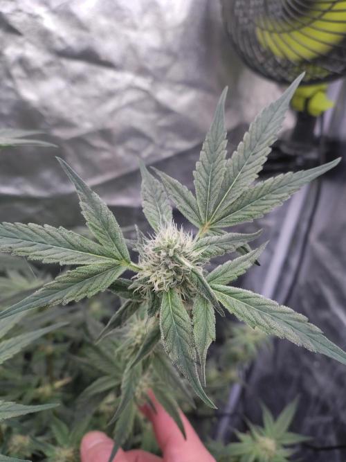 Barneys Farm Ananas Express. Week 7