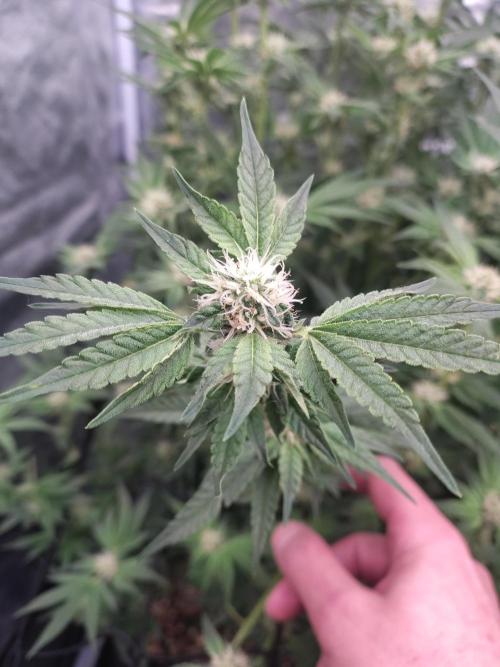 Barneys Farm Ananas Express. Week 7