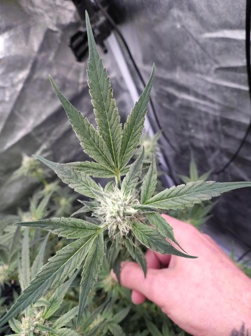 Barneys Farm Ananas Express. Week 7