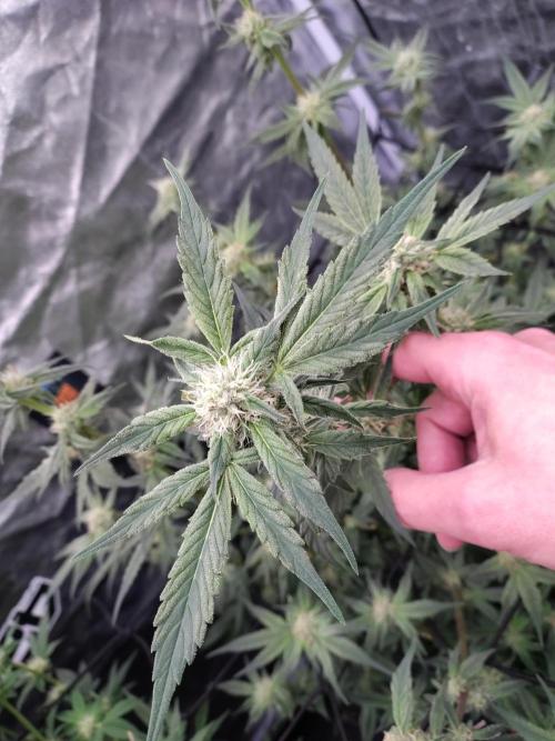 Barneys Farm Ananas Express. Week 7