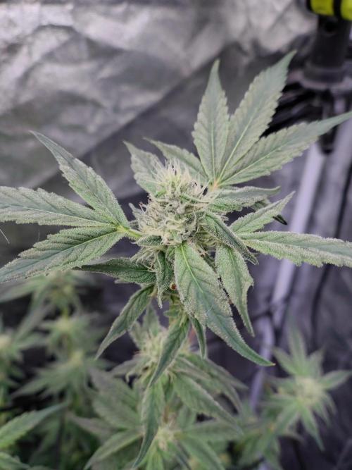 Barneys Farm Ananas Express. Week 7