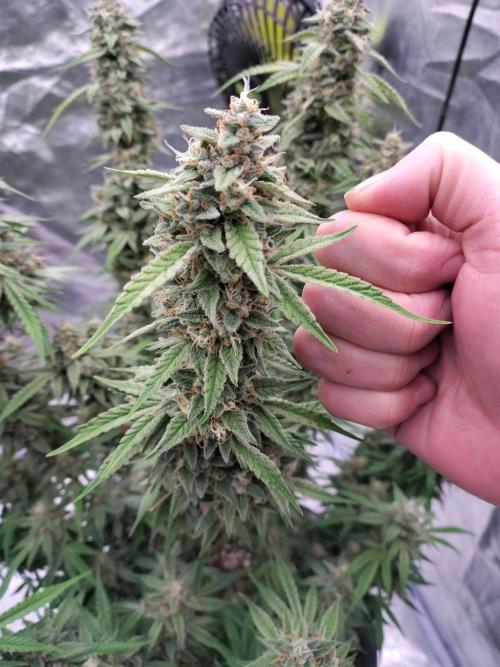 Purple Punch Automatik. Week 12