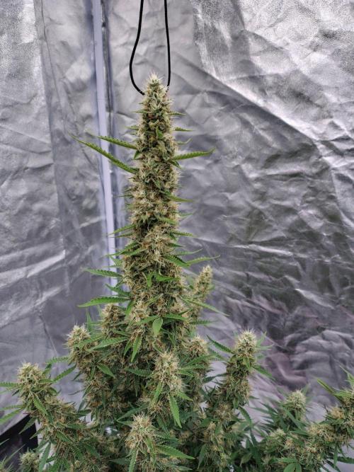 Purple Punch Automatik. Week 12