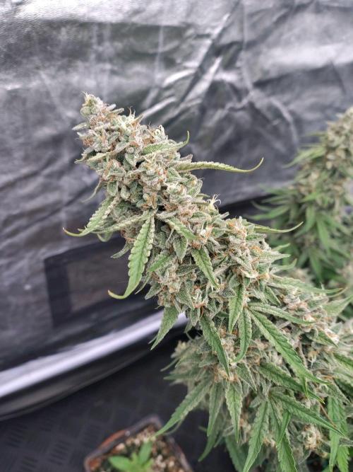 Purple Punch Automatik. Week 12