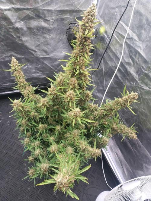 Purple Punch Automatik. Week 12