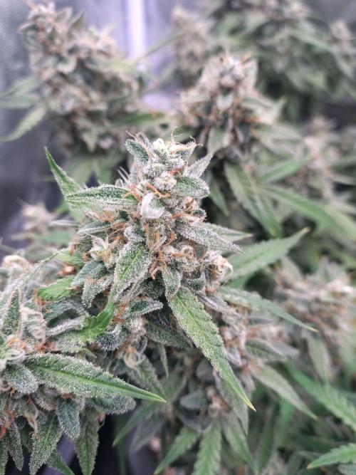 Purple Punch Automatik. Week 12