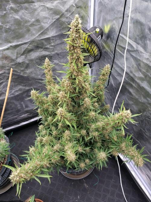 No Name . Week 12