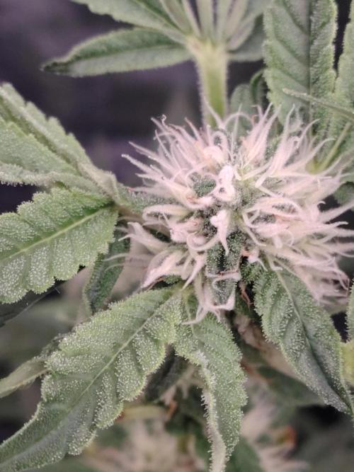 Fastbuds Mixpack 💚💚💚. Week 7