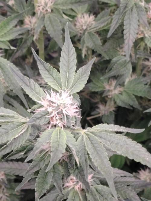 Fastbuds Mixpack 💚💚💚. Week 7