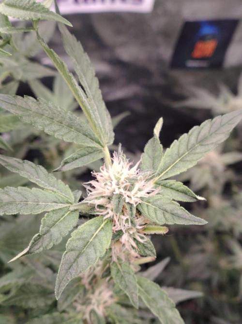 Fastbuds Mixpack 💚💚💚. Week 7