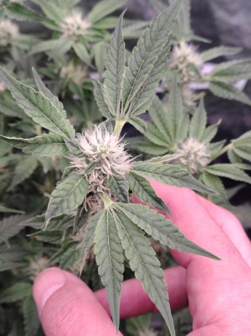 Fastbuds Mixpack 💚💚💚. Week 7