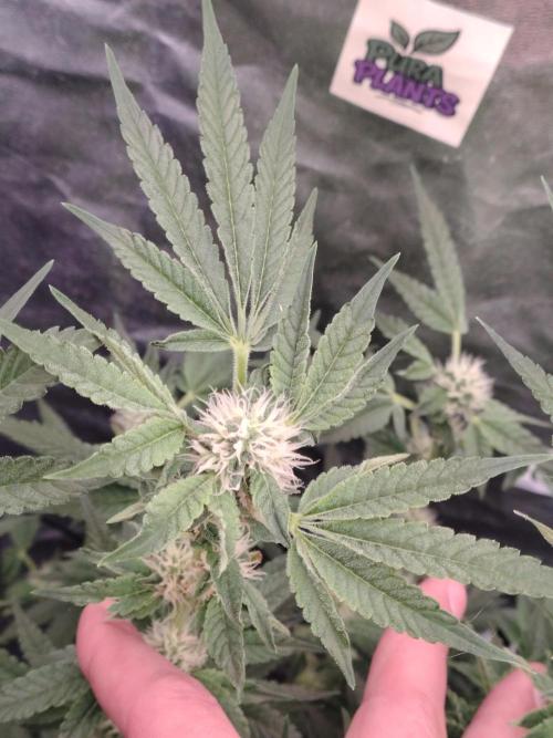 Fastbuds Mixpack 💚💚💚. Week 7