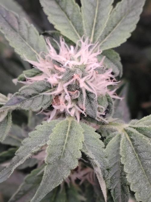 Fastbuds Mixpack 💚💚💚. Week 7
