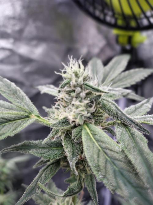 Barneys Farm Ananas Express. Week 7