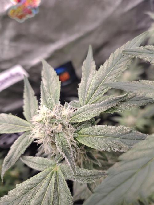 Barneys Farm Ananas Express. Week 7