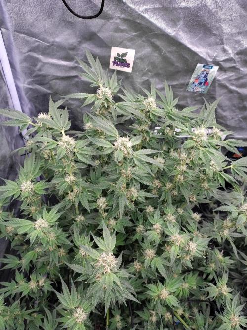 Fastbuds Mixpack 💚💚💚. Week 7