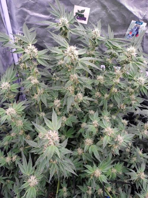 Fastbuds Mixpack 💚💚💚. Week 7