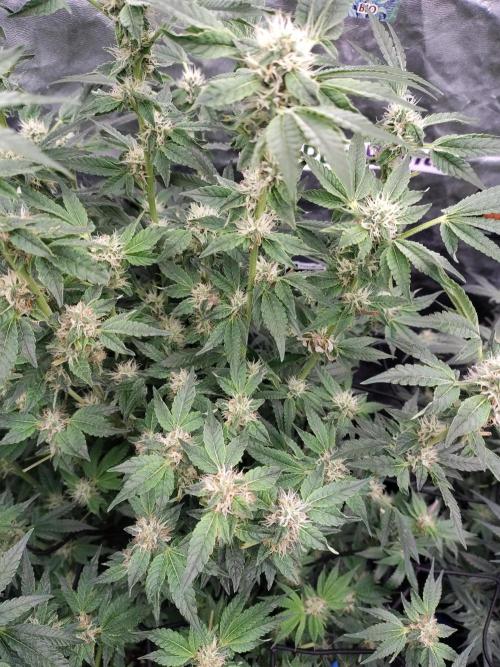 Fastbuds Mixpack 💚💚💚. Week 7