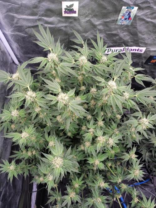 Fastbuds Mixpack 💚💚💚. Week 7