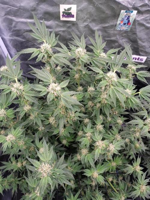 Fastbuds Mixpack 💚💚💚. Week 7