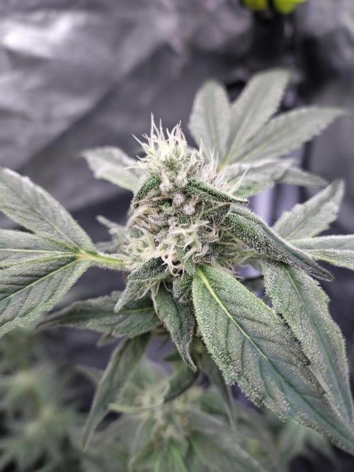 Barneys Farm Ananas Express. Week 7