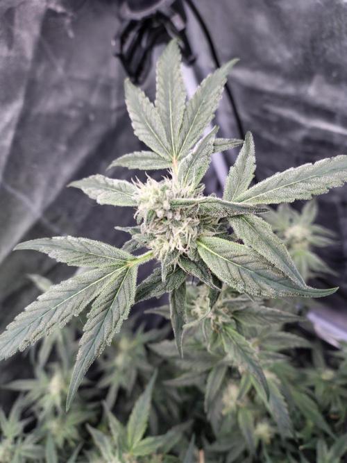 Barneys Farm Ananas Express. Week 7